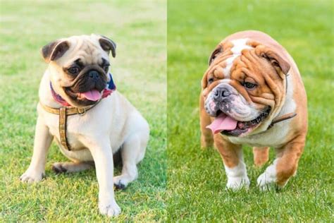 are pugs similar to english bulldog